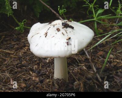 Weißer Pilz mit Holzresten auf Hut, Psathyrella candolleana, Deutschland Stockfoto