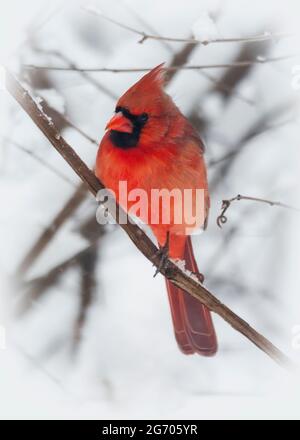 Ein männlicher Kardinal steht an einem Wintertag auf einem Ast. Stockfoto