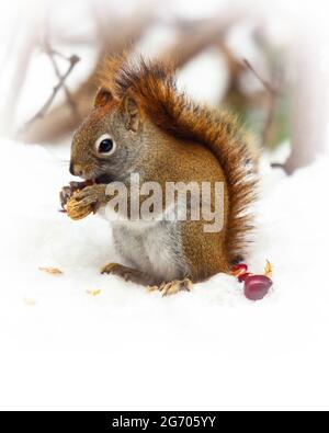 Ein rotes Eichhörnchen sitzt auf neu gefallener Schnee, um während eines Winters in Wisconsin eine Erdnuss zu essen. Stockfoto