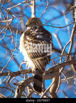 Ein Coopers Hawk sitzt in der Winternachmittagssonne auf einem Ast und beobachtet aufmerksam ein Vogelfutterhäuschen in der Nähe. Stockfoto