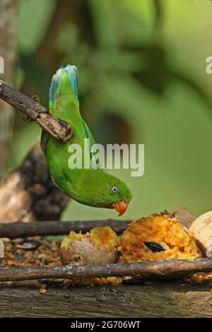 Frühlingssittich (Loriculus vernalis) Erwachsener am Vogeltisch, hängend, um Kaeng Krachan, Thailand, zu füttern November Stockfoto