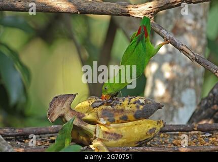 Frühlingssittich (Loriculus vernalis) Erwachsener am Vogeltisch, hängend, um Kaeng Krachan, Thailand, zu füttern November Stockfoto