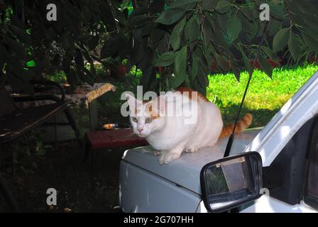 Eine Katze, die auf der Motorhaube eines Autos thront Stockfoto