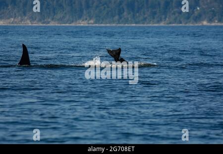 Orcas in der Nähe von San Juan Island, Washington Stockfoto