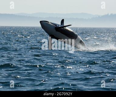 Orca-Hosen in der Salisischen See Stockfoto