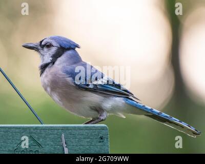 Ein bluejay sitzt auf einem Futterhäuschen in Texas. Stockfoto