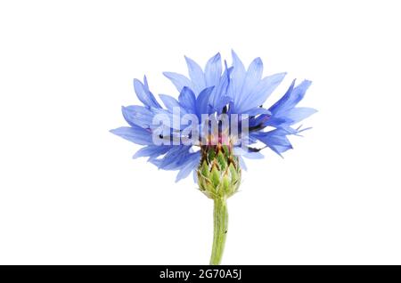 Kornblume, Centaurea cyanus, isoliert gegen Weiß Stockfoto