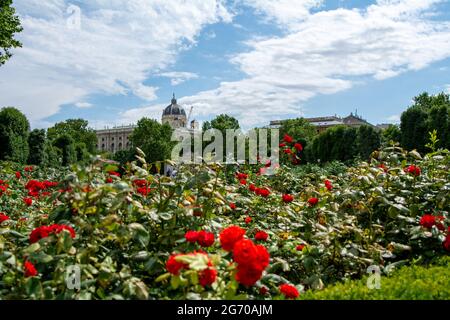 Rote Rosen in einem Pubilc Park im Zentrum von Wien, Österreich Stockfoto