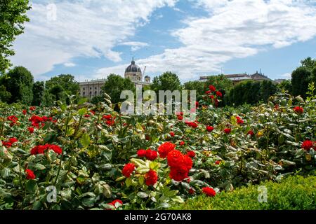 Rote Rosen in einem Pubilc Park im Zentrum von Wien, Österreich Stockfoto