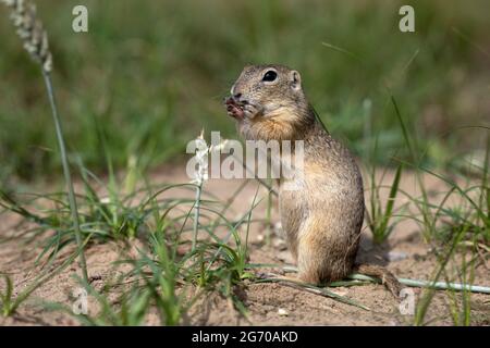 Das Leben von Eichhörnchen, die in einem geschützten Gebiet in einem Reservat leben. Stockfoto