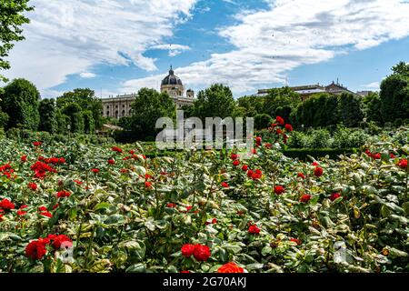 Rote Rosen in einem Pubilc Park im Zentrum von Wien, Österreich Stockfoto