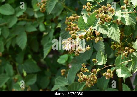 Unreife Brombeerfrüchte am Busch an einem sonnigen Tag. Sommer. Stockfoto