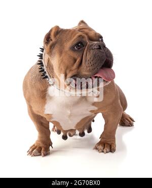 Porträt einer amerikanischen Hündin auf weißem Hintergrund Stockfoto