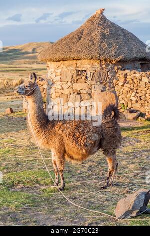 Kleine Siedlung mit einem Lama in der Nähe von Puno, Peru Stockfoto