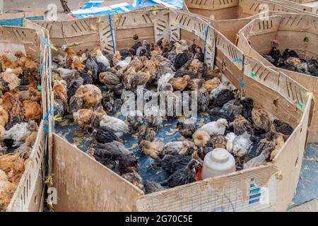Live-Huhn zum Verkauf auf einem Markt in Puno, Peru Stockfoto