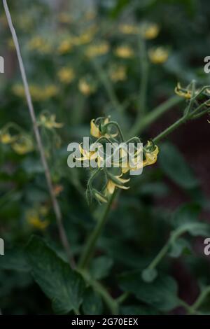 Ökologisch angebaute grüne, frische, neue Tomate (Solanum lycopersicum), die mit gelben Blütenblättern im Gewächshaus in braunem Boden blüht und für Vegeta geeignet ist Stockfoto