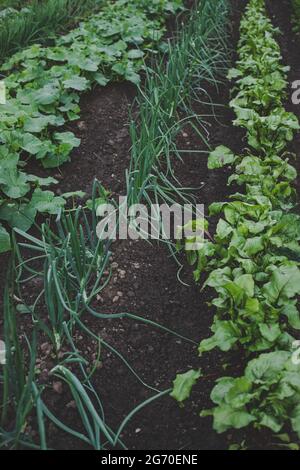 Ökologisch angebaut grün, frisch, neue Saison Frühlingszwiebeln (Frühlingszwiebeln) wächst im heimischen Garten neben Gurken- und Rübengemüse in brauner Erde, sui Stockfoto