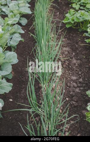 Ökologisch angebaut grün, frisch, neue Saison Frühlingszwiebeln (Frühlingszwiebeln), die im heimischen Garten zusammen mit Kohl und Gurken in brauner Erde wachsen, suitab Stockfoto