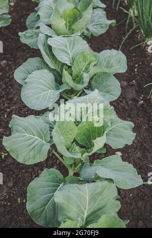 Ökologisch angebauter frischer Grünkohl (Brassica oleracea) der neuen Saison, der im heimischen Garten auf braunem Boden wächst und für Vegetarier und Veganer geeignet ist Stockfoto