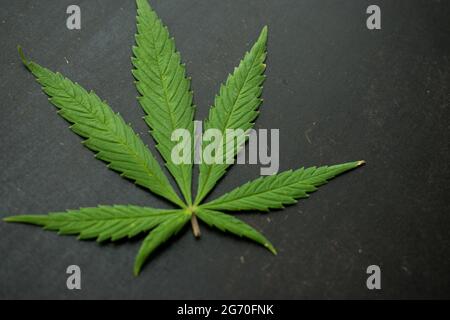 Grün geschnittenes Cannabisblatt auf einer schwarzen Holzoberfläche Stockfoto