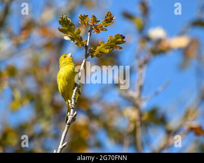 Safranfink, Sicalis flaveola, ein Tangare, gesehen in der Stadt Buenos Aires Stockfoto