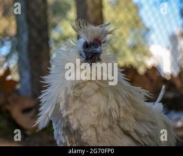 Porträt einer Silkie, auch bekannt als das Seidenhuhn oder chinesische Seidenhuhnchen Stockfoto