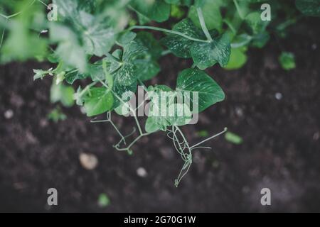 Ökologisch angebaute grüne, frische Erbsen der neuen Saison (Pisum sativum), die im heimischen Garten auf braunem Boden wachsen und für Vegetarier und Veganer geeignet sind. Draufsicht Stockfoto