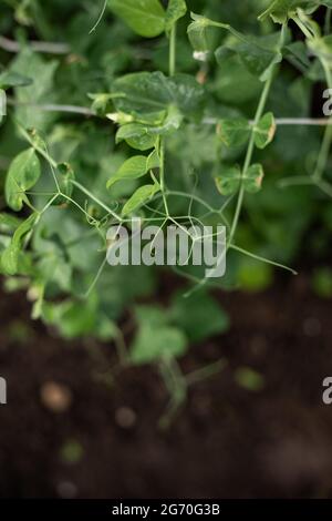 Ökologisch angebaute grüne, frische Erbsen der neuen Saison (Pisum sativum), die im heimischen Garten auf braunem Boden wachsen und für Vegetarier und Veganer geeignet sind. Draufsicht Stockfoto