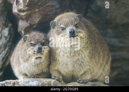 Rock Hyrax oder Cape Hyrax, Procavia capensis, Erwachsene und Jugendliche sitzen in Felsspalte, Hermanus, Südafrika. Stockfoto