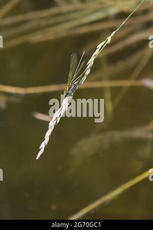WESTERN-demoiselle auf einem Grashalm Stockfoto