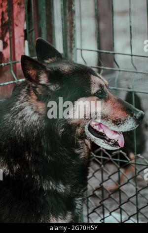 Profilbild eines europäischen Schäfers neben einem Metallzaun Stockfoto