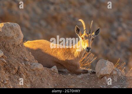 Steinbock-Herde Stockfoto