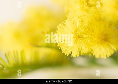 Mimosa blüht Akazie dealbata in Blüte. Symbol des internationalen Frauentags 8. März. Silberner oder blauer Wasserton. Gelbe Farbpalette . Hohe Qualität Stockfoto