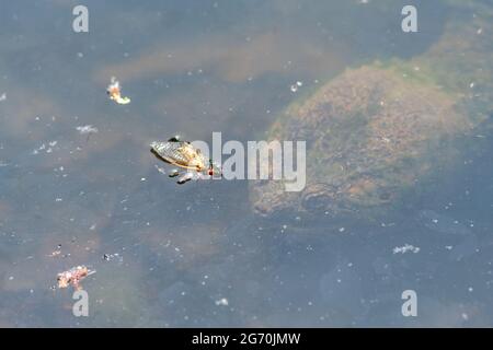 Gemeinsame Schnappschildkröte Jagd und Zikaden in einem Teich zu essen Stockfoto