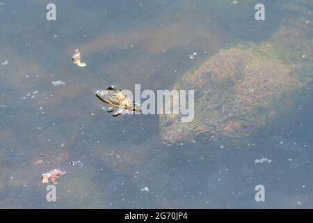 Gemeinsame Schnappschildkröte Jagd und Zikaden in einem Teich zu essen Stockfoto