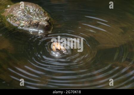 Gemeinsame Schnappschildkröte Jagd und Zikaden in einem Teich zu essen Stockfoto