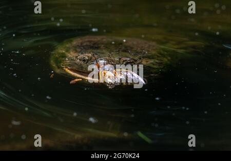 Gemeinsame Schnappschildkröte Jagd und Zikaden in einem Teich zu essen Stockfoto