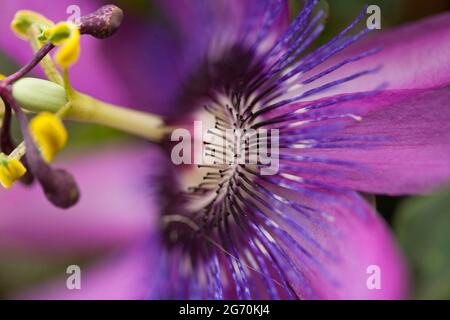 Nahaufnahme Detail, Purple Passionflower Stockfoto