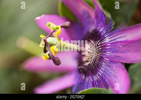 Nahaufnahme Detail, Purple Passionflower Stockfoto