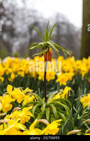 Vertikale Aufnahme eines Haselhuhns kaiserlichen Feldes Stockfoto