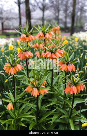 Vertikale Aufnahme eines Haselhuhns kaiserlichen Feldes Stockfoto