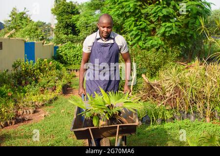 Afrikanischer Gärtner, Blumenhändler oder Gärtner, der eine Schürze trägt, arbeitet und einen mit Pflanzen gefüllten Schubkarren in einem farbenfrohen Blumengarten schiebt Stockfoto