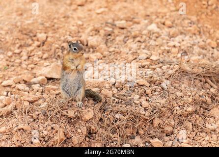 Goldmantelhörnchen (Callospermophilus lateralis), Bryce Canyon-Nationalpark, Utah, USA. Stockfoto