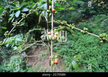 Kaffeepflanzen während der Erntezeit in Bandung West Java Indonesia Stockfoto