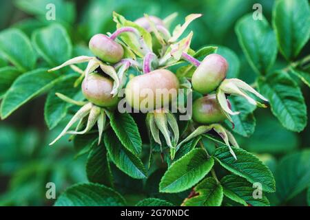 Rosa rugosa Frucht auf der Pflanze, die grünen Hagebutten in der Nähe Stockfoto