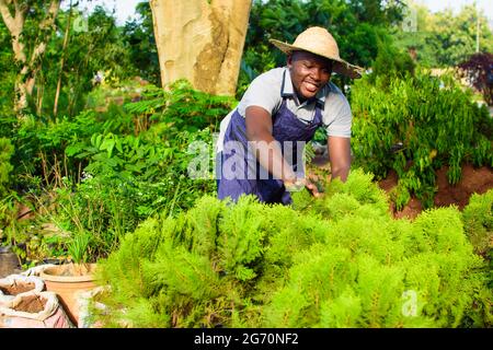 Afrikanischer Gärtner, Blumenhändler oder Gärtner mit Schürze und Hut, der in einem grünen und bunten Blumen- und Pflanzengarten arbeitet Stockfoto