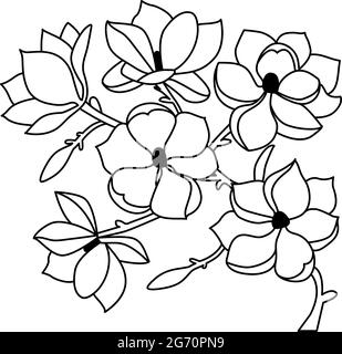 Ein Zweig mit Magnolienblüten im linearen Stil auf weißem, isoliertem Hintergrund. Vektorgrafik Stock Vektor