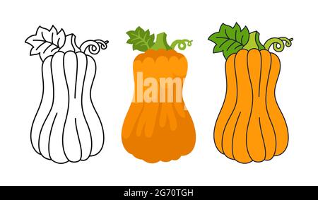 Kürbis flache Cartoon-Set-Linie Symbol, schwarz Doodle-Stil. Reife ganze Butternusskürbisse. Halloween oder Erntedankfest Symbol Ernte. Comic Landwirtschaft handgezeichnete Gemüse Symbol Vektor Stock Vektor