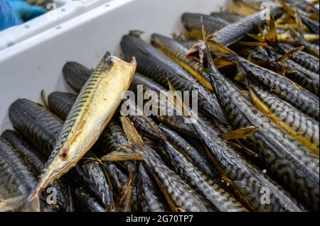 Viele geräucherte Makrelenkadaver. Der Fisch liegt auf einem Haufen in einer weißen Plastikbox. Stockfoto