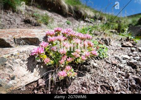 Kaukasischer Steinkropf, zweireihiger Steinkropf (Sedum spurium) auf den Almen an den Felsaufschlüssen. Nordkaukasus. 3000 m ü. D. M. Angestammte Plantspro Stockfoto